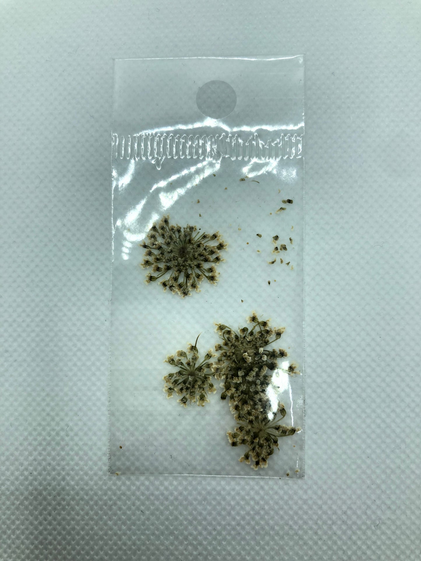 Dried flowers